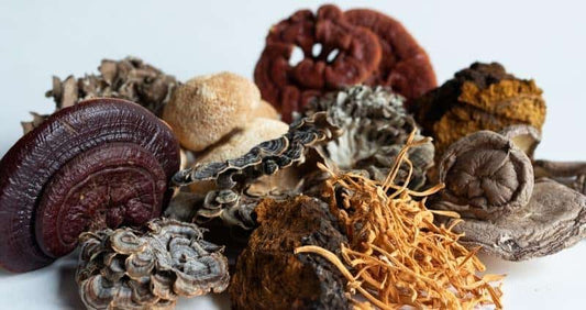 The Anti-Inflammatory Power of Mushrooms: Exploring Their Impact on Chronic Inflammation