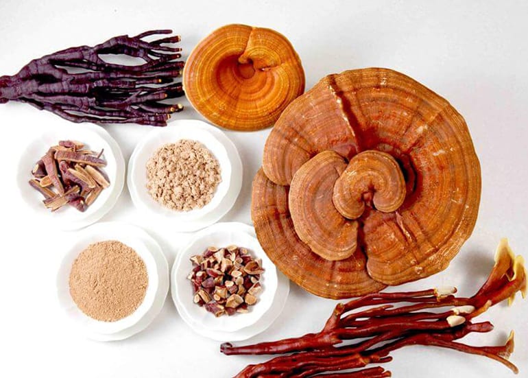 An Introduction to Medicinal Mushrooms: Nature's Potent Healers